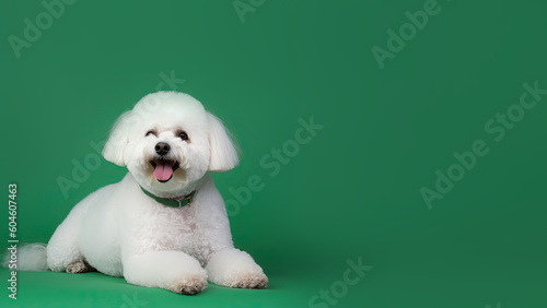Bichon frise dog on green background with copy space (Generative AI)