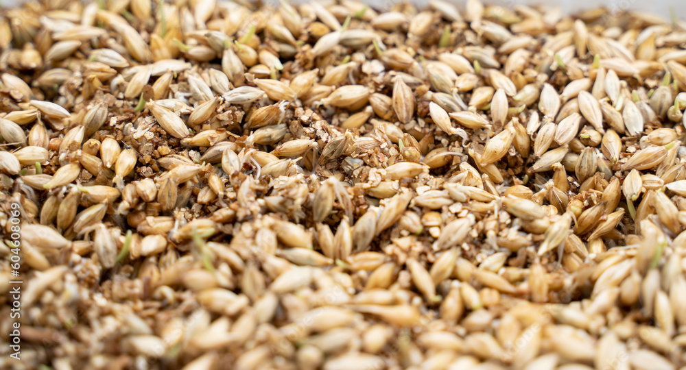 Grass seeds that begin to grow on new topsoil, fresh green grass is coming out of them. Selected focus.