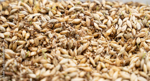 Obraz na płótnie Grass seeds that begin to grow on new topsoil, fresh green grass is coming out of them. Selected focus. w salonie
