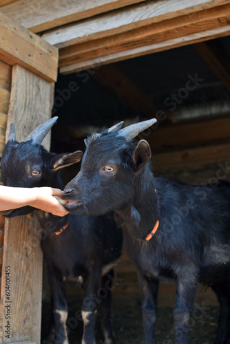 little goats eat from children's hands