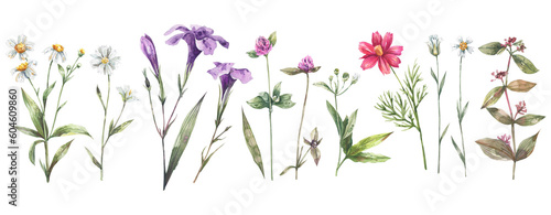 Collection of watercolor illustrations of wild plants, flowers, herbs, berries isolated on white background. © Tonia Tkach