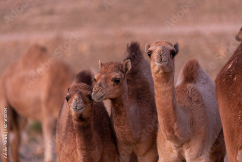 Camels in the Desert