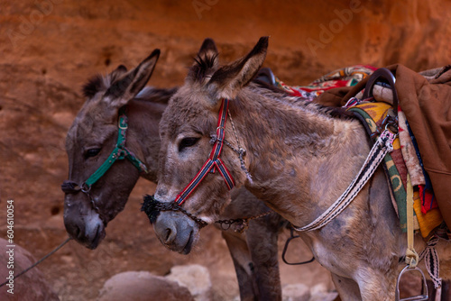 Mammal Petra, Jordan, Travel