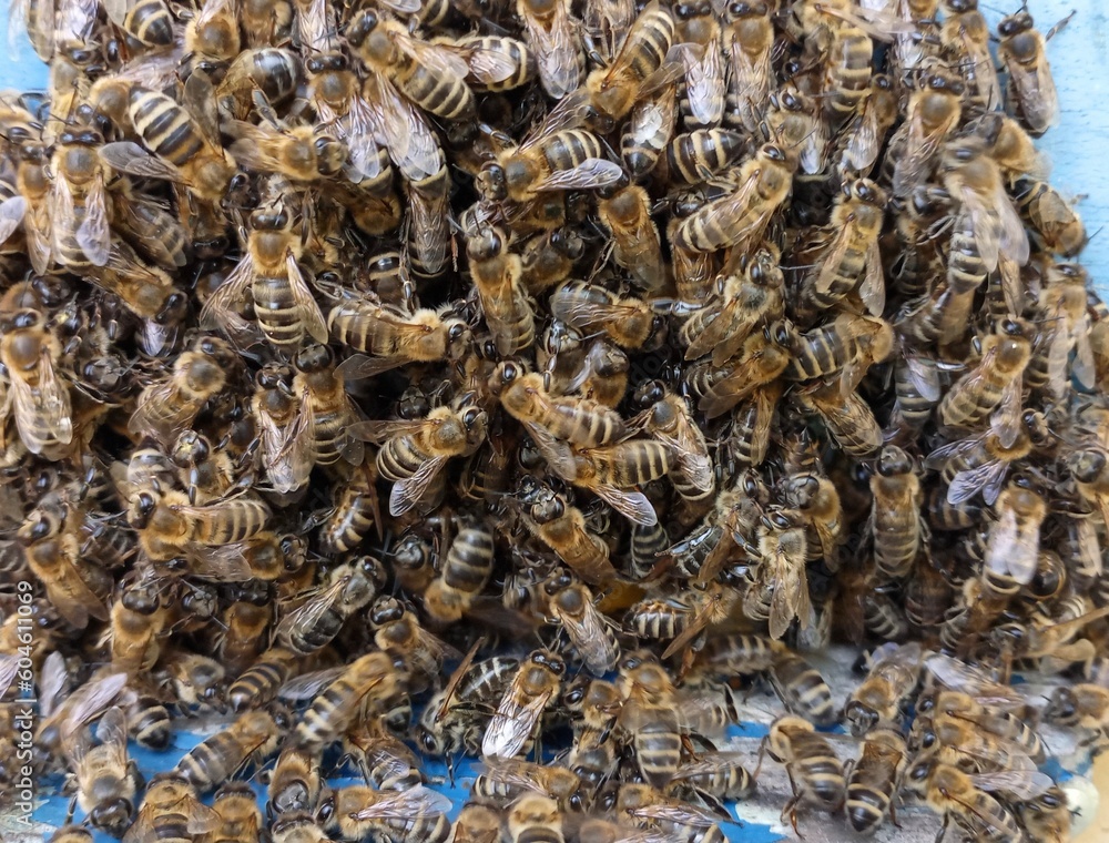 texture, the bees huddled together and sat on the fly and the hive wall, hiding from the heat texture, the bees huddled together and sat on the fly and the hive wall, hiding from the heat
