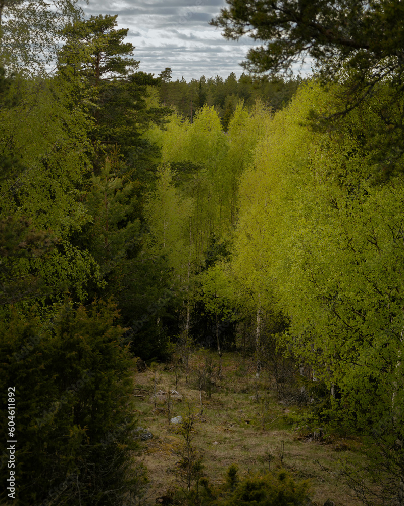Obraz premium trees in the forest
