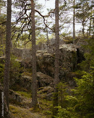 rocks in the forest