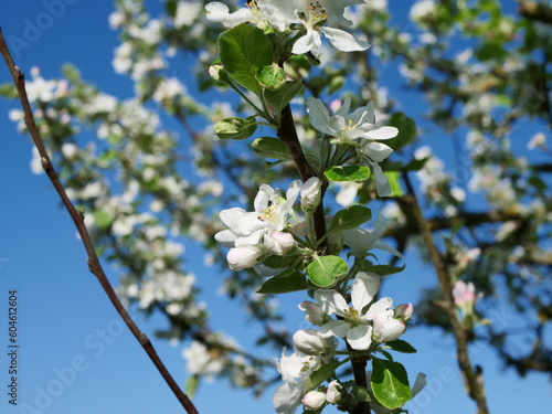 white apple blossom