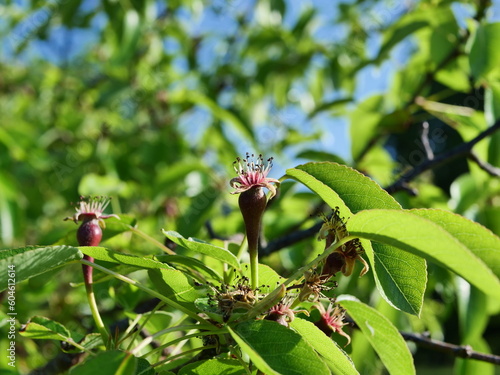 apple tree bud
