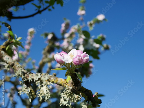 common apple tree in blossom