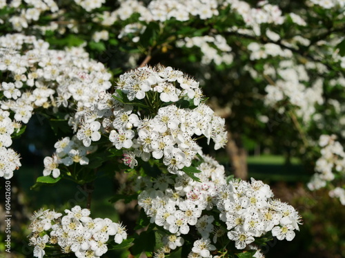 hawthorn in bloom