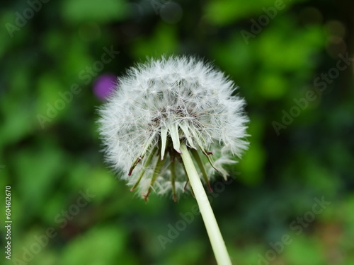 dandelion flower