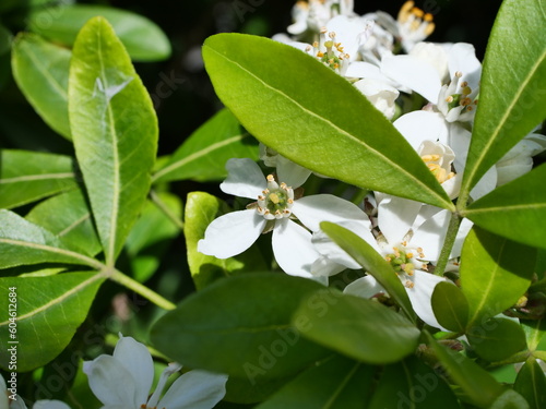 white crabapple flowers