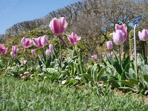 row of purple tulips