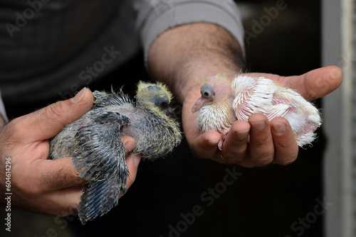 Closeup of two weeks old cute pigeons in farmer hand.