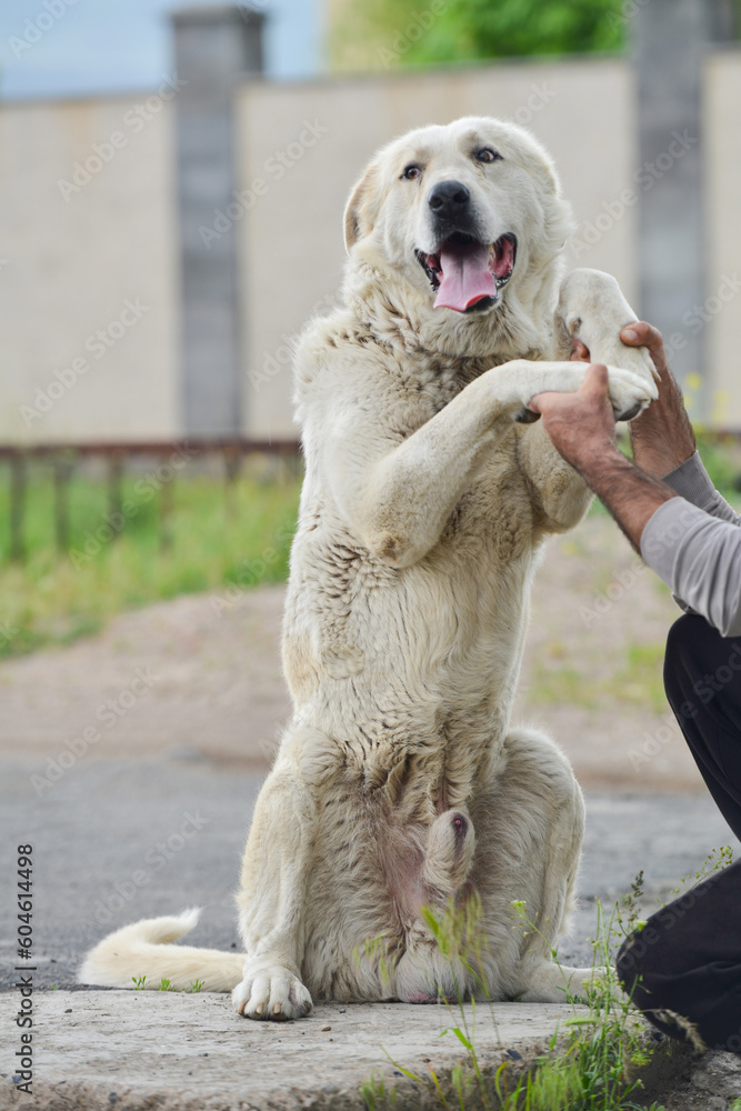 The beautiful white dog standing on two legs. The beautiful white dog standing on two legs.