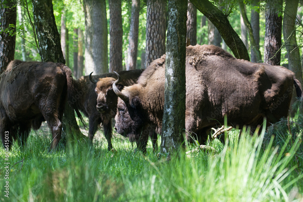 Fototapeta premium Stado polskich żubrów na leśnej słonecznej łące