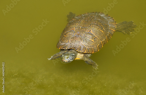 Exotic turtle swimming in the water of pond
