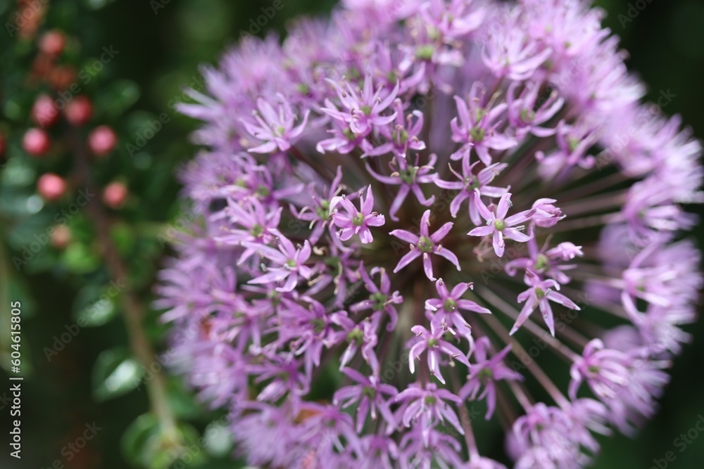 blooming purple ornamental onions or ornamental chives