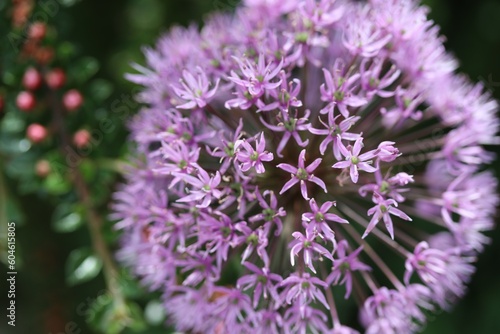 blooming purple ornamental onions or ornamental chives