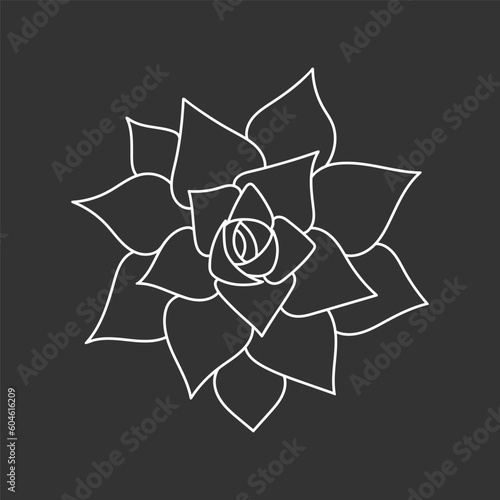 Succulent echeveria in doodle style, vector illustration. Desert flower for print and design. Outline mexican plant, graphic isolated element on chalk board background. Housplant for decor interior