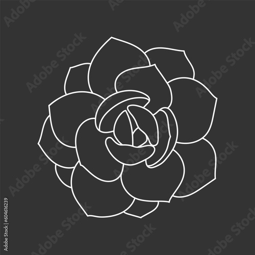Succulent echeveria in doodle style, vector illustration. Desert flower for print and design. Outline mexican plant, graphic isolated element on chalk board background. Housplant for decor interior