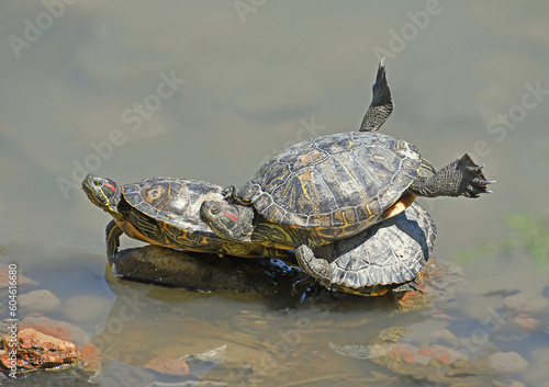 turtles on the water