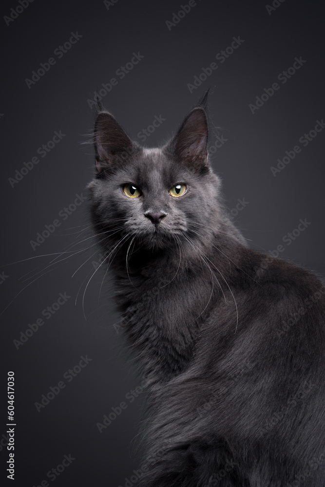 beautiful blue maine coon kitten looking at camera. portrait on gray studio background