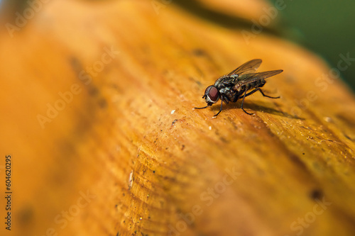 Fliege