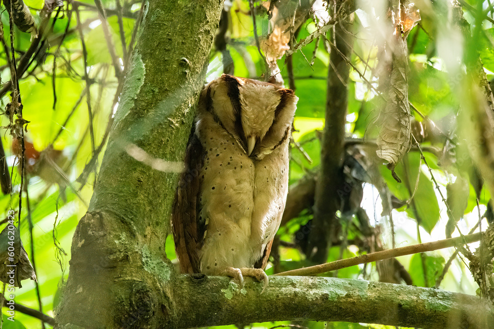 A srilanka bay owl perched on a tall tree and sleeping in the deep jungles on the outskirts of Thattekad, Kerala A srilanka bay owl perched on a tall tree and sleeping in the deep jungles on the outskirts of Thattekad, Kerala