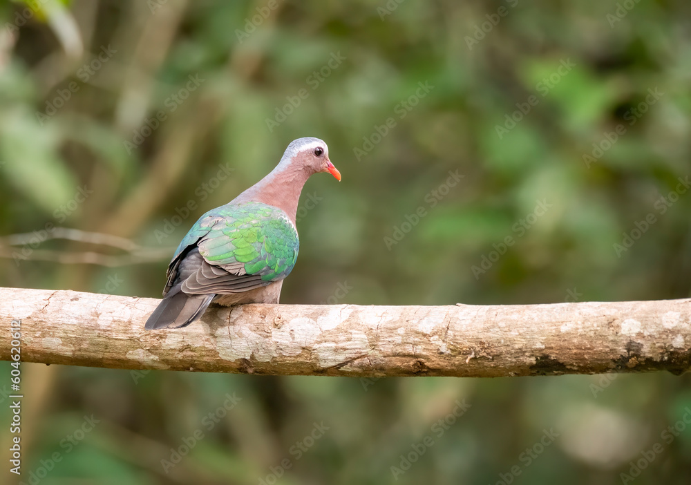 An Emerald dove perched on a tree branch inside deep forests of Thattekad in Kerala