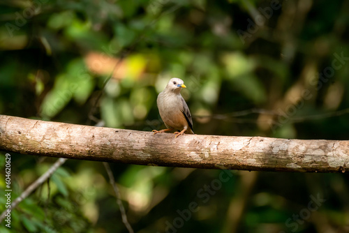 A malabar starling perched on a tree branch in the outskirts of Thattekad, Kerala