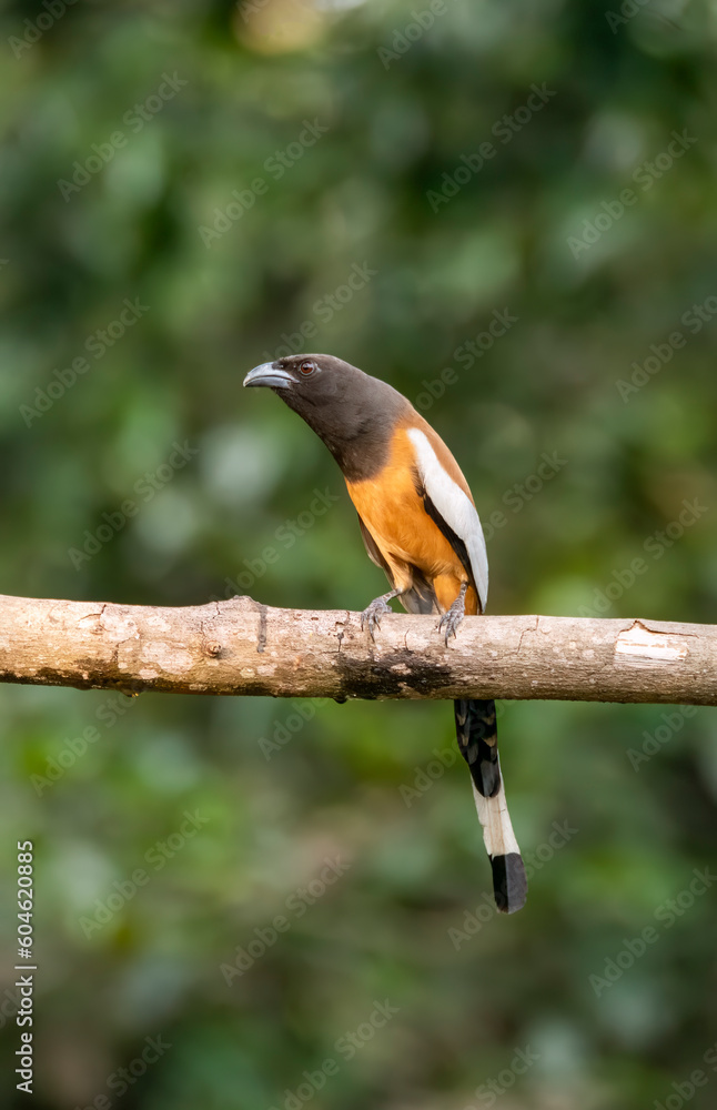 A Rufous Treepie perched on top of a tree in the deep jungles of Thattekad, Kerala A Rufous Treepie perched on top of a tree in the deep jungles of Thattekad, Kerala