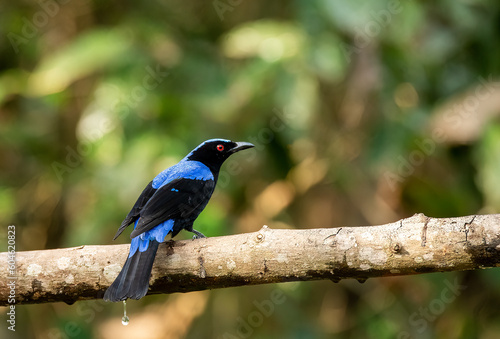An asian fairy bluebird on the outskirts of jungles in Thattekad area of Kerala