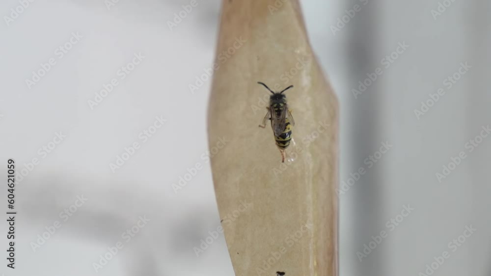 Sticky tape with a poisonous coating for luring flying parasites with dead wasps and flies stuck to it hangs from the light-colored ceiling and sways. Close-up. Sticky tape with a poisonous coating for luring flying parasites with dead wasps and flies stuck to it hangs from the light-colored ceiling and sways. Close-up.