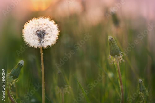 White dandelion in a field on a green background in the grass. The morning sun illuminates the wild flower. Close-up. Nature.