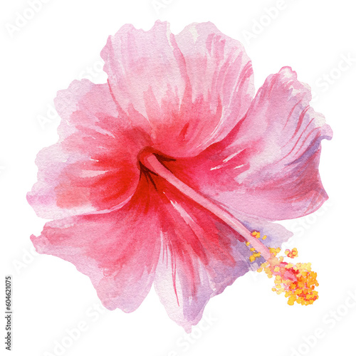 Beautiful tropical pink hibiscus flower on a white background. Bright watercolor illustration.