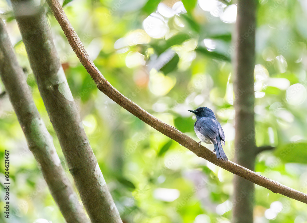 A White-bellied Blue Flycatcher perched on a small branch in the deep jungles of Thattekad, Kerala A White-bellied Blue Flycatcher perched on a small branch in the deep jungles of Thattekad, Kerala