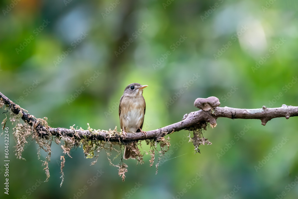 A brown-breasted flycatcher perched on a small branch in the deep jungles of Thattekad, Kerala A brown-breasted flycatcher perched on a small branch in the deep jungles of Thattekad, Kerala