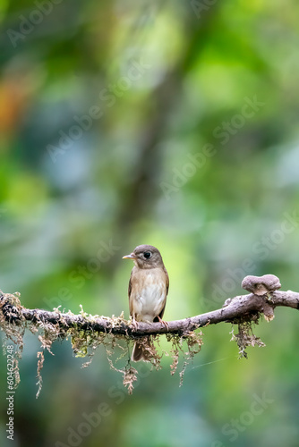 A brown-breasted flycatcher perched on a small branch in the deep jungles of Thattekad, Kerala