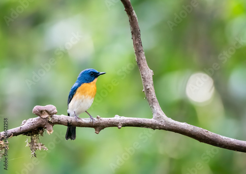 A Tickels Blue Flycatcher perched on a small branch inside the deep jungles of Thattekad, Kerala