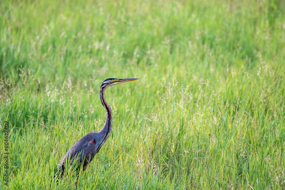 Fototapeta premium A purple heron standing on top of a tree on the outskirts of Thattekad in Kerala