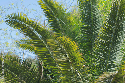 A palm tree is shown in the background with the leaves pointed up.  tropical palm leaf On The Blue Sky