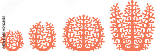 Crop stages of coral. Isolated coral on white background