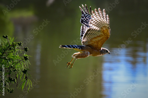 Discover the Red-Shouldered Hawk, a majestic bird of prey. Known for its distinctive red shoulders, keen eyesight, and powerful flight. Ideal for birdwatching and wildlife photography. photo