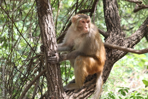 Monkey sitting on a tree branch © Malic