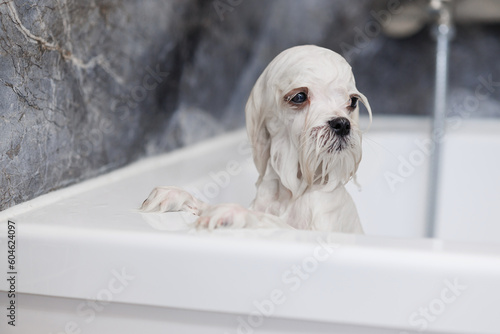Photography Cute wet white Maltese dog is bathing in the bathroom