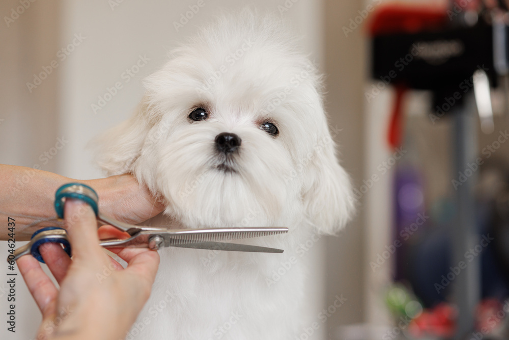 Hairstyle Dog Hair Salon Hairstyle My Dog's Hair Salon 27+