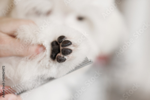 cute paws of a Maltipu breed puppy close-up. © KDdesignphoto