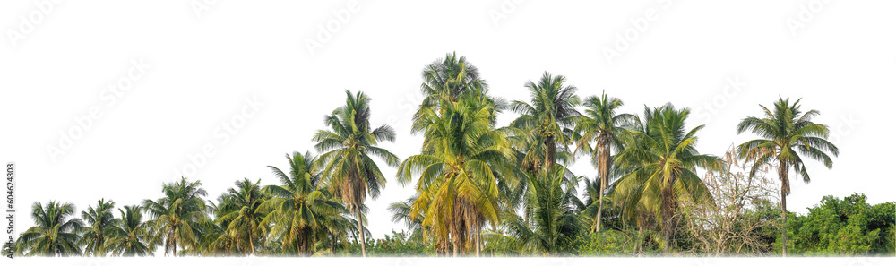 Fototapeta premium Palm trees in summer on transparent background with clipping path and alpha channel.