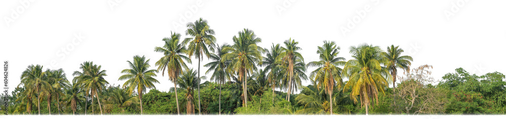 Palm trees in summer on transparent  background with clipping path and alpha channel.